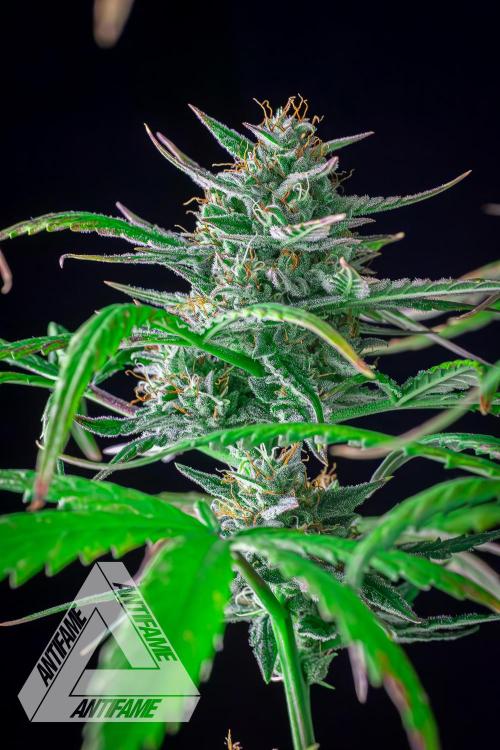 DIVINE SEEDS - Auto Divine Rapier. Week 12