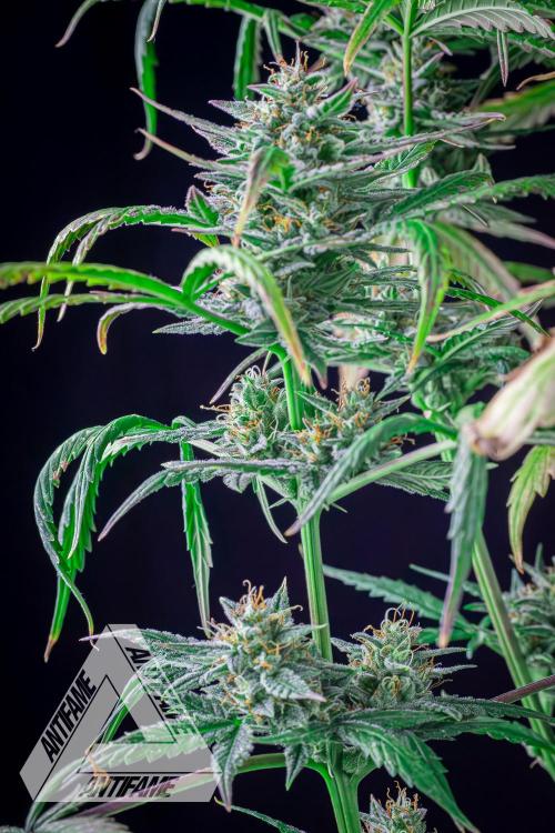 DIVINE SEEDS - Auto Divine Rapier. Week 12