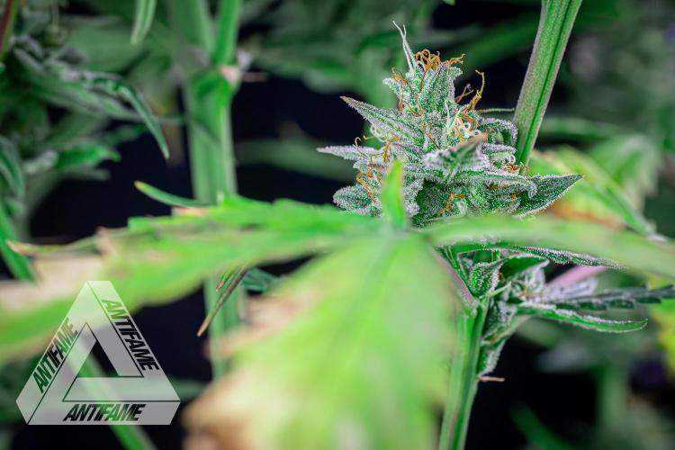 DIVINE SEEDS - Auto Divine Rapier. Week 12