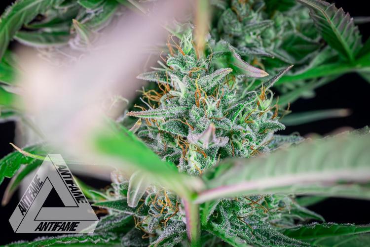 DIVINE SEEDS - Auto Divine Rapier. Week 12