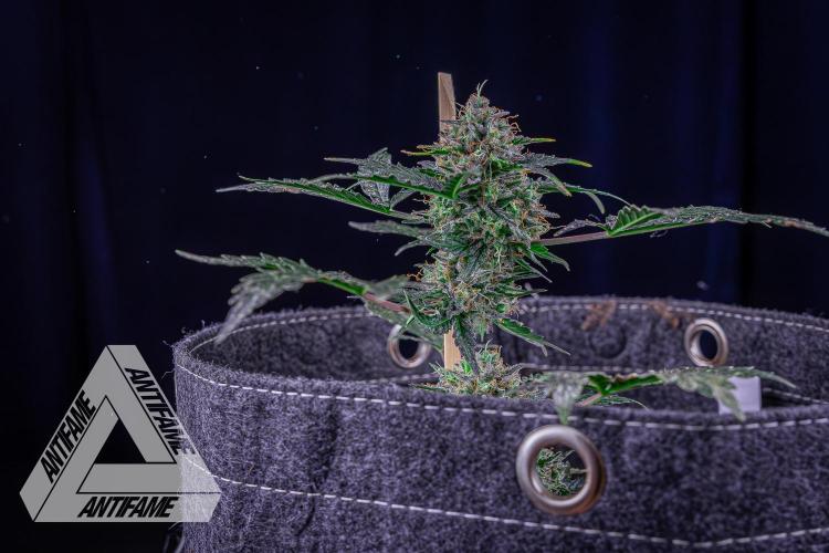 DIVINE SEEDS - Auto Northern Lights. Week 10