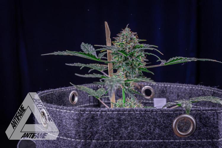 DIVINE SEEDS - Auto Northern Lights. Week 10