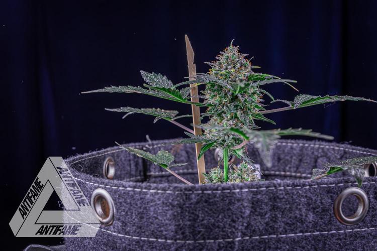 DIVINE SEEDS - Auto Northern Lights. Week 10