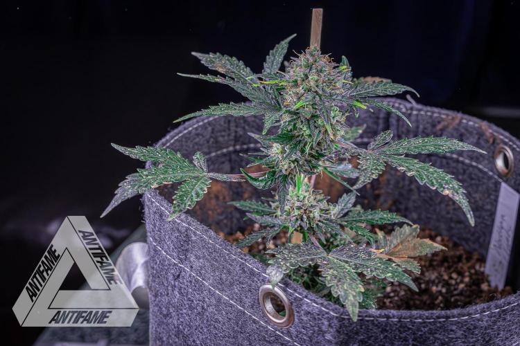 DIVINE SEEDS - Auto Northern Lights. Week 10