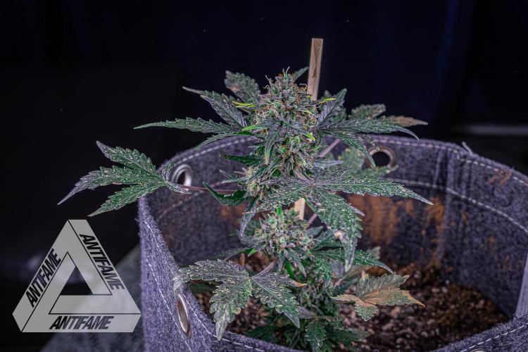 DIVINE SEEDS - Auto Northern Lights. Week 10