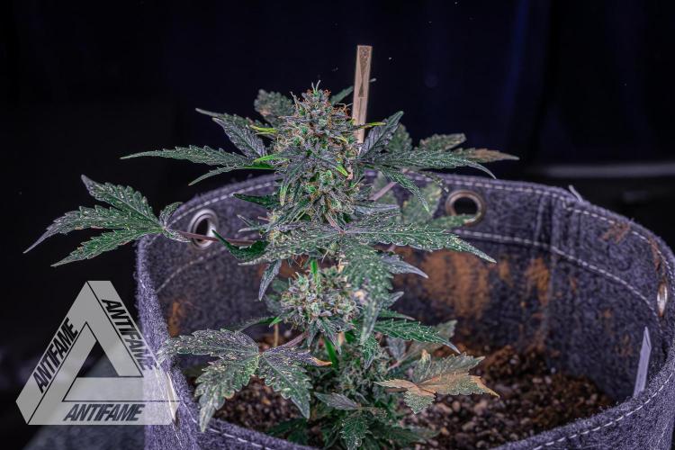 DIVINE SEEDS - Auto Northern Lights. Week 10