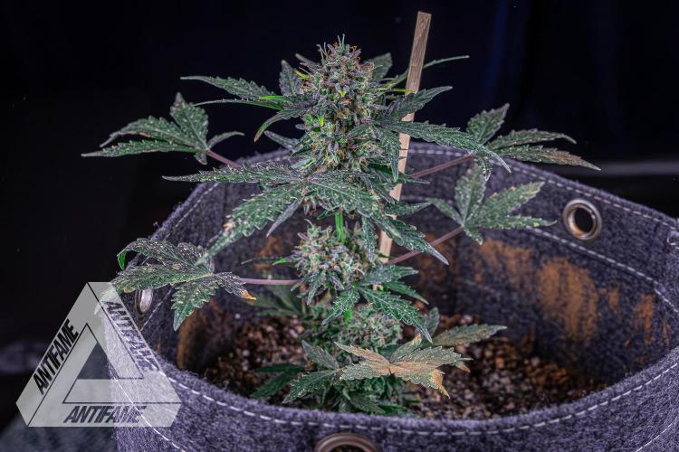 DIVINE SEEDS - Auto Northern Lights. Week 10