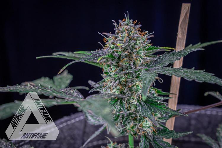 DIVINE SEEDS - Auto Northern Lights. Week 10