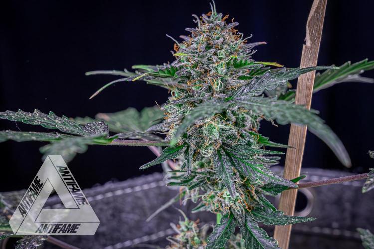 DIVINE SEEDS - Auto Northern Lights. Week 10