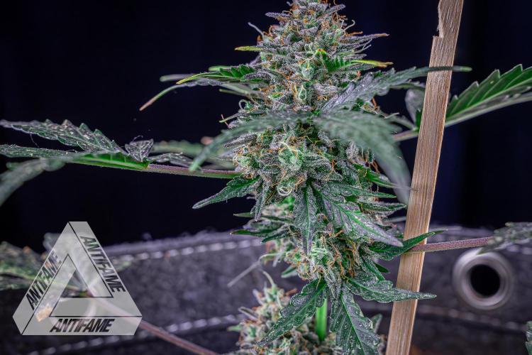 DIVINE SEEDS - Auto Northern Lights. Week 10