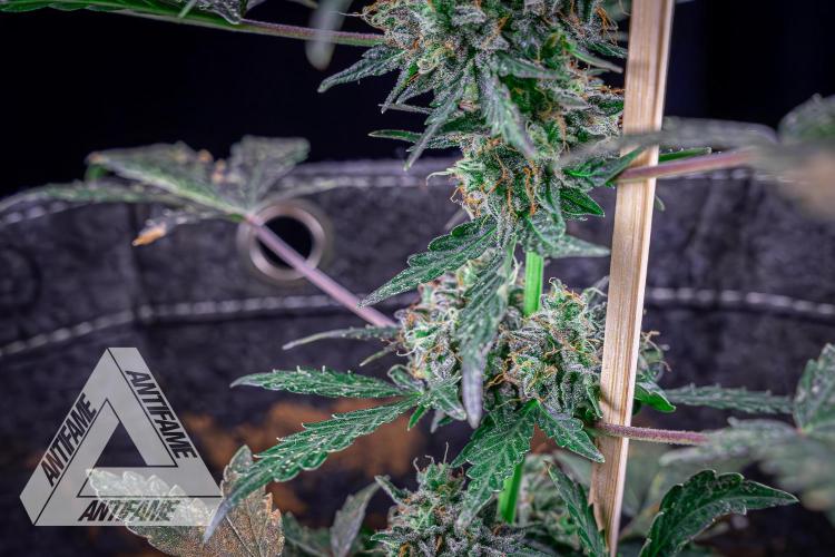 DIVINE SEEDS - Auto Northern Lights. Week 10