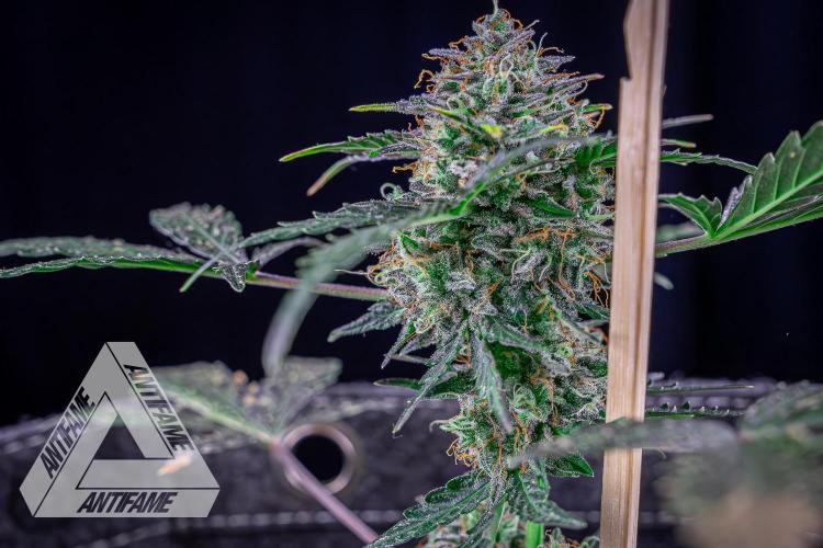 DIVINE SEEDS - Auto Northern Lights. Week 10