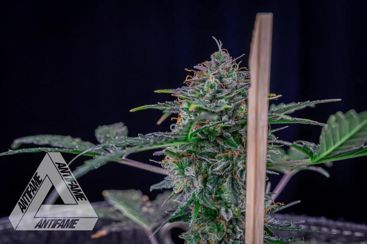 DIVINE SEEDS - Auto Northern Lights. Week 10