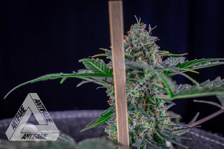 DIVINE SEEDS - Auto Northern Lights. Week 10