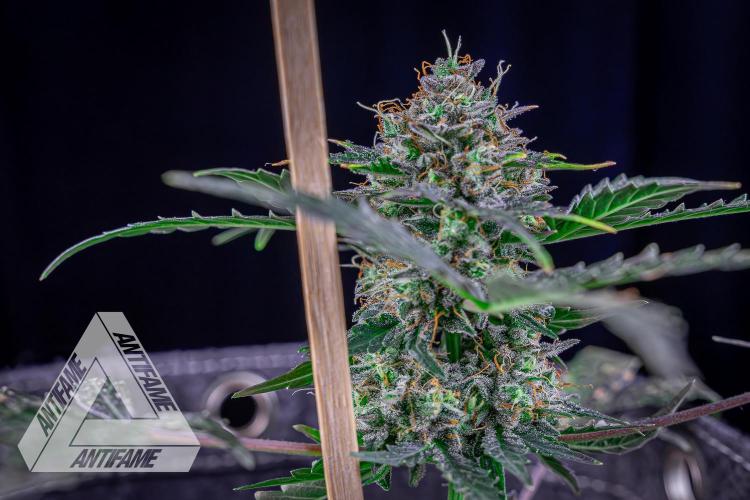 DIVINE SEEDS - Auto Northern Lights. Week 10