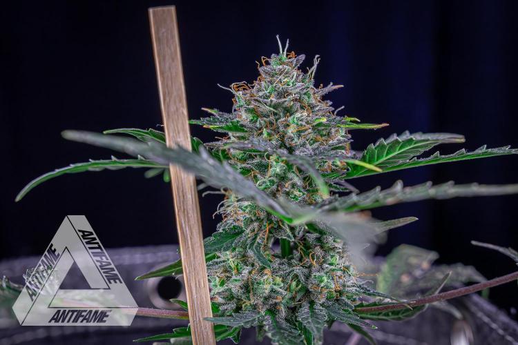 DIVINE SEEDS - Auto Northern Lights. Week 10