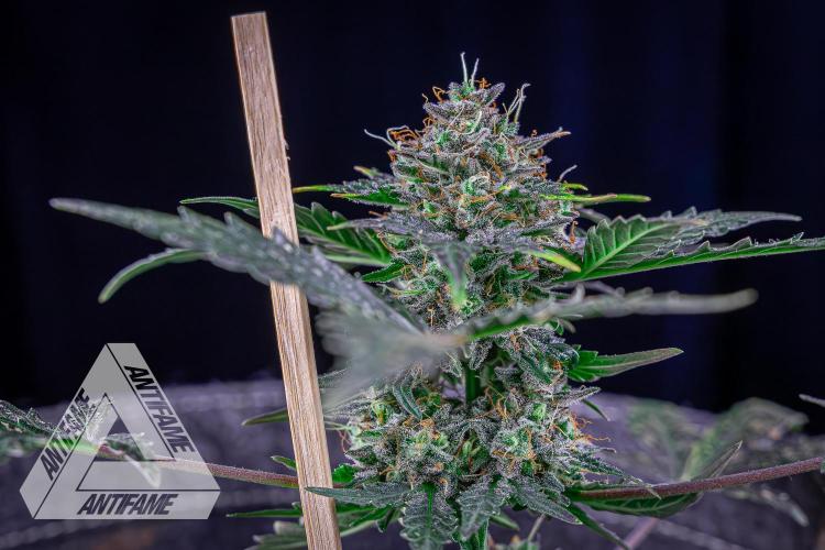 DIVINE SEEDS - Auto Northern Lights. Week 10