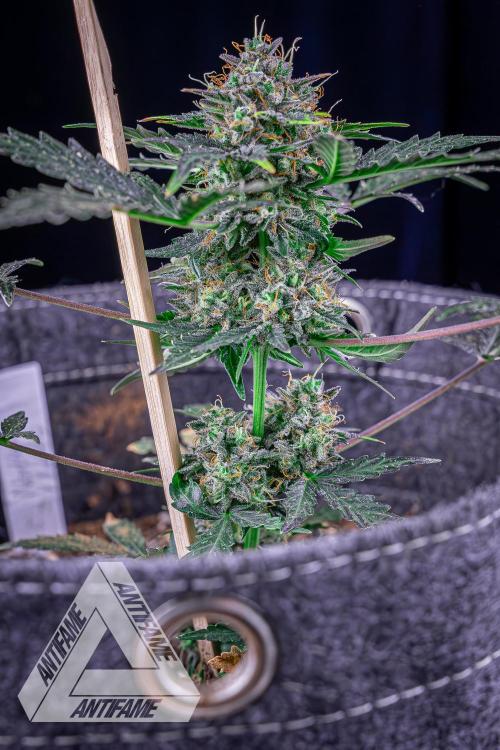 DIVINE SEEDS - Auto Northern Lights. Week 10