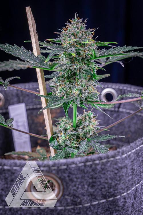 DIVINE SEEDS - Auto Northern Lights. Week 10