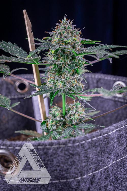 DIVINE SEEDS - Auto Northern Lights. Week 10