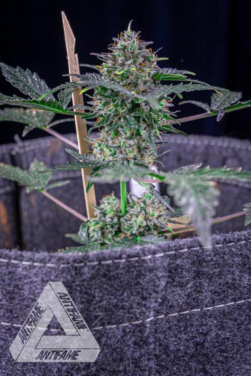 DIVINE SEEDS - Auto Northern Lights. Week 10