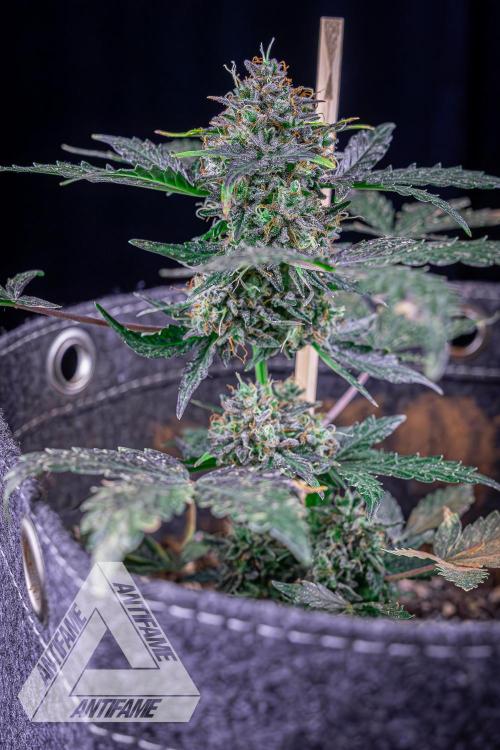 DIVINE SEEDS - Auto Northern Lights. Week 10