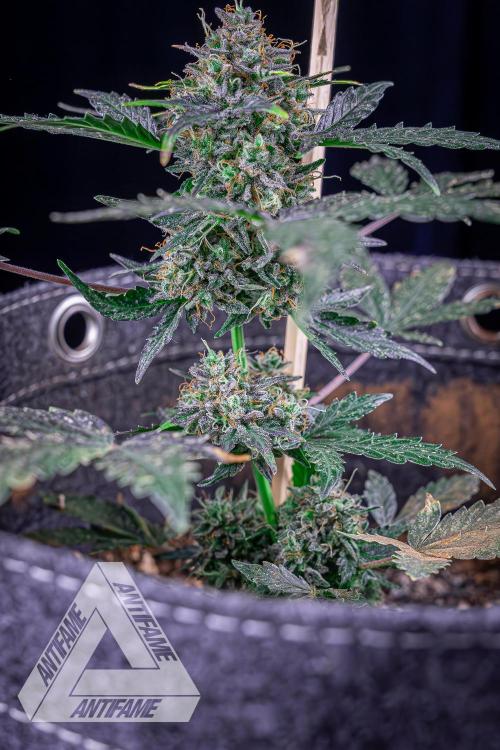 DIVINE SEEDS - Auto Northern Lights. Week 10