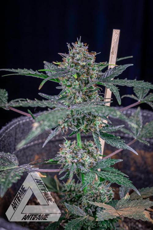 DIVINE SEEDS - Auto Northern Lights. Week 10