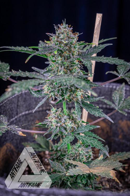 DIVINE SEEDS - Auto Northern Lights. Week 10