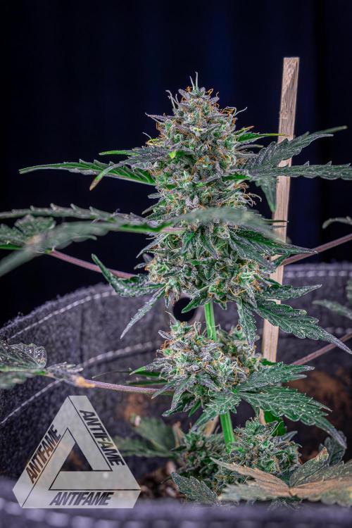 DIVINE SEEDS - Auto Northern Lights. Week 10