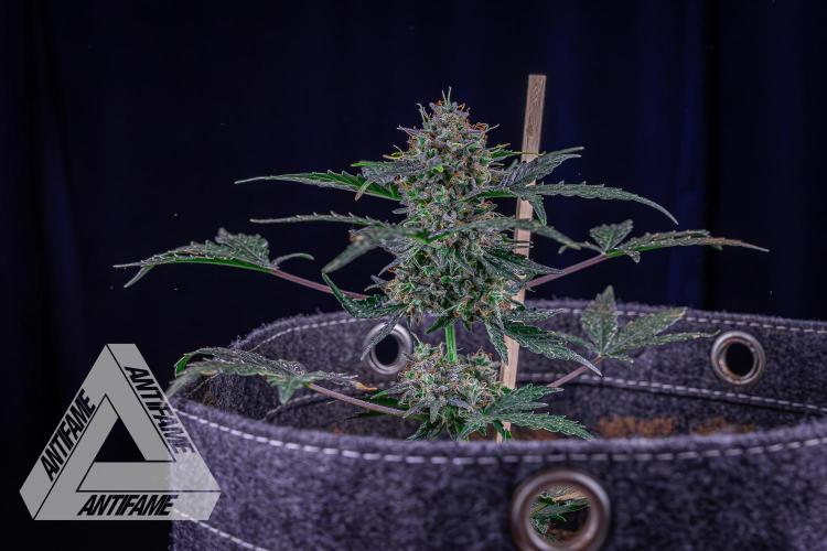 DIVINE SEEDS - Auto Northern Lights. Week 10