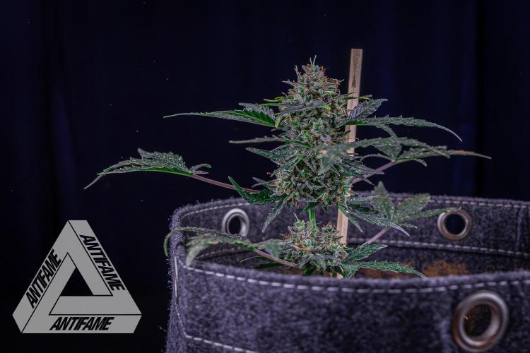 DIVINE SEEDS - Auto Northern Lights. Week 10