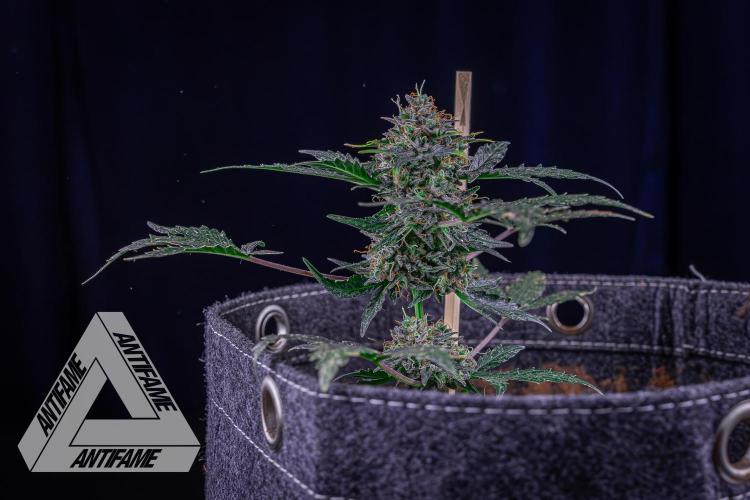 DIVINE SEEDS - Auto Northern Lights. Week 10