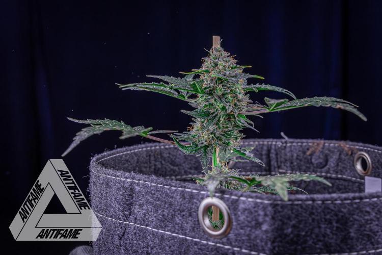 DIVINE SEEDS - Auto Northern Lights. Week 10