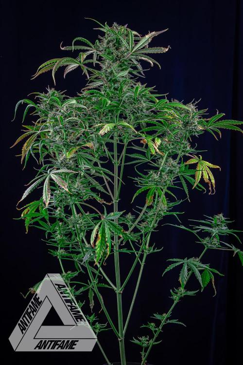 DIVINE SEEDS - Auto Divine Rapier. Week 12