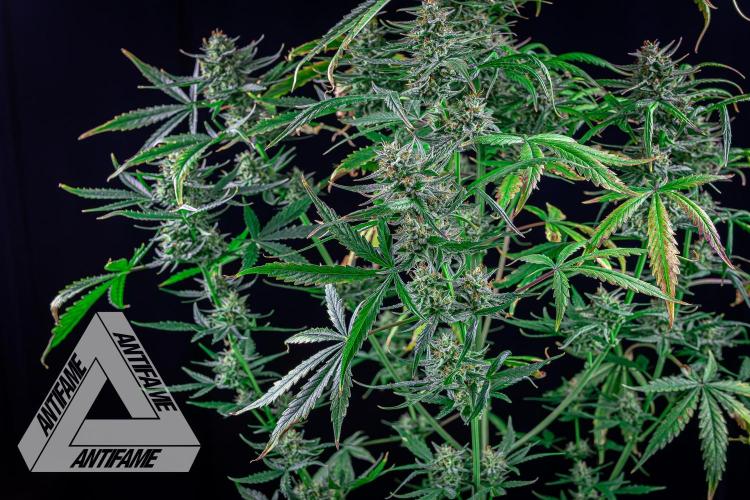 DIVINE SEEDS - Auto Divine Rapier. Week 12