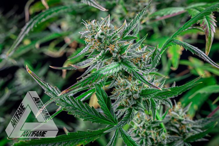 DIVINE SEEDS - Auto Divine Rapier. Week 12