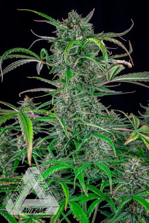 DIVINE SEEDS - Auto Divine Rapier. Week 12