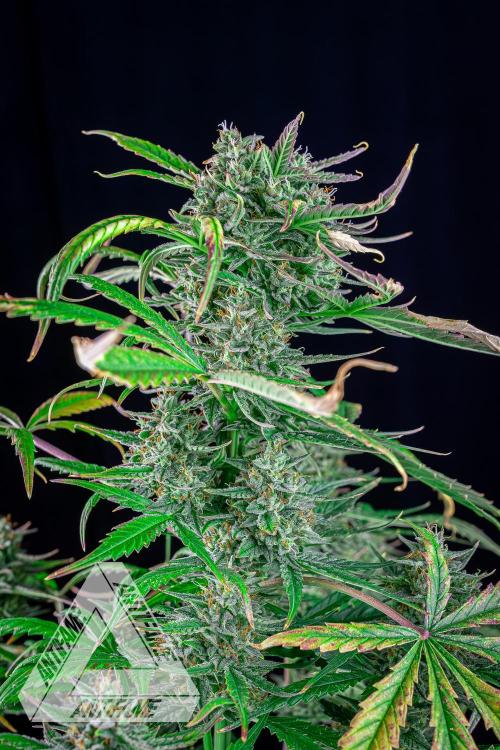 DIVINE SEEDS - Auto Divine Rapier. Week 12