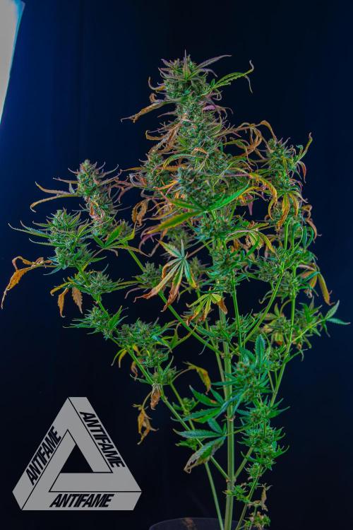 DIVINE SEEDS - Auto Divine Rapier. Week 13