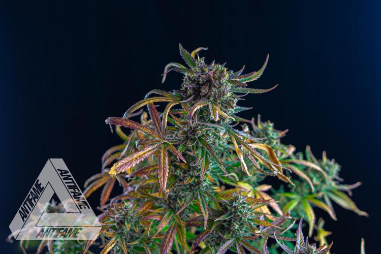 DIVINE SEEDS - Auto Divine Rapier. Week 13