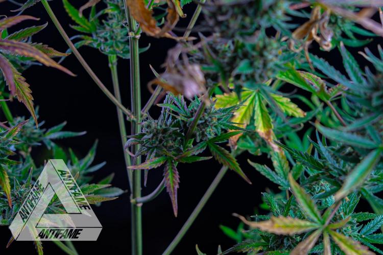 DIVINE SEEDS - Auto Divine Rapier. Week 13