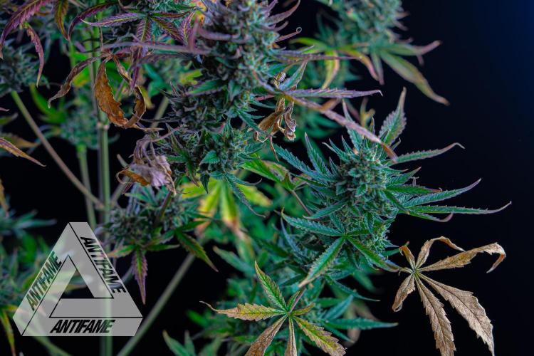 DIVINE SEEDS - Auto Divine Rapier. Week 13