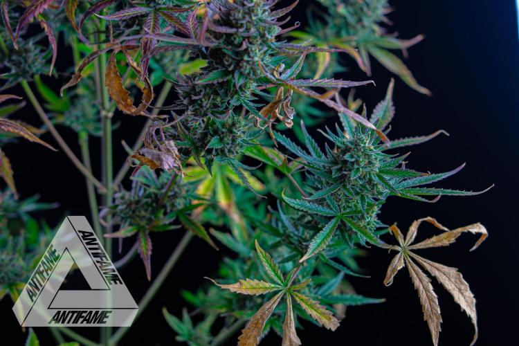 DIVINE SEEDS - Auto Divine Rapier. Week 13