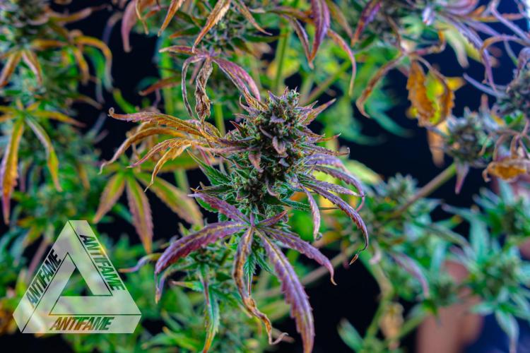 DIVINE SEEDS - Auto Divine Rapier. Week 13