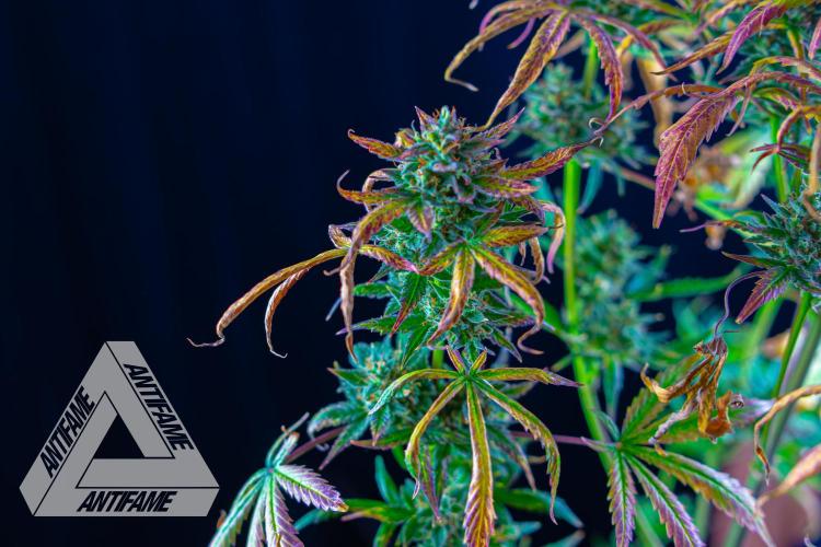 DIVINE SEEDS - Auto Divine Rapier. Week 13