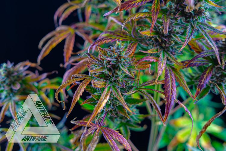 DIVINE SEEDS - Auto Divine Rapier. Week 13