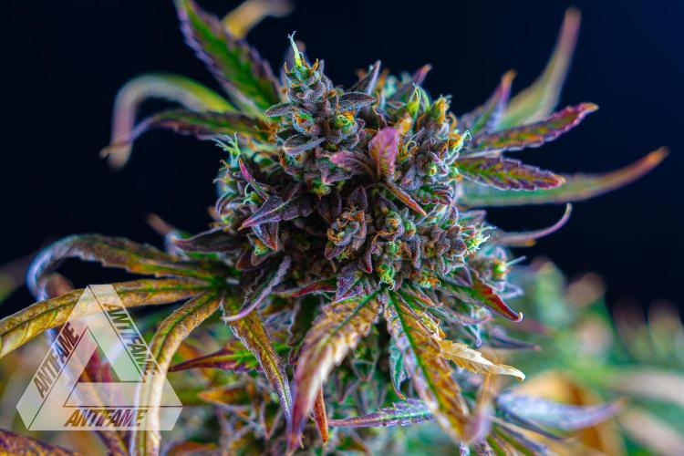 DIVINE SEEDS - Auto Divine Rapier. Week 13