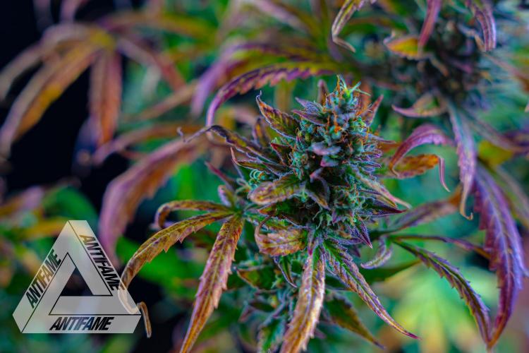 DIVINE SEEDS - Auto Divine Rapier. Week 13