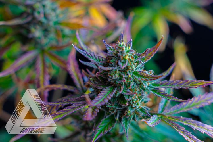 DIVINE SEEDS - Auto Divine Rapier. Week 13